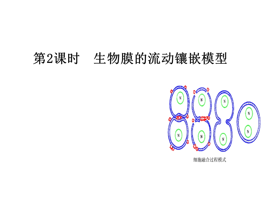 2015-2016学年高一人教版生物必修一课件：第4章 第2节 生物膜的流动镶嵌模型1 .ppt_第1页