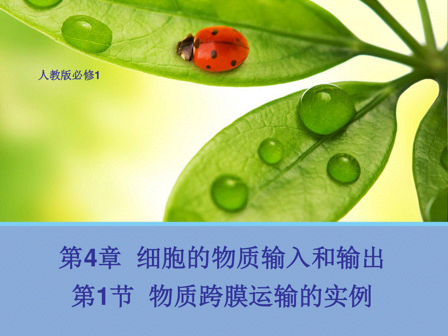 2015-2016学年高一人教版生物必修一配套课件：4.1 物质跨膜运输的实例 .ppt_第1页