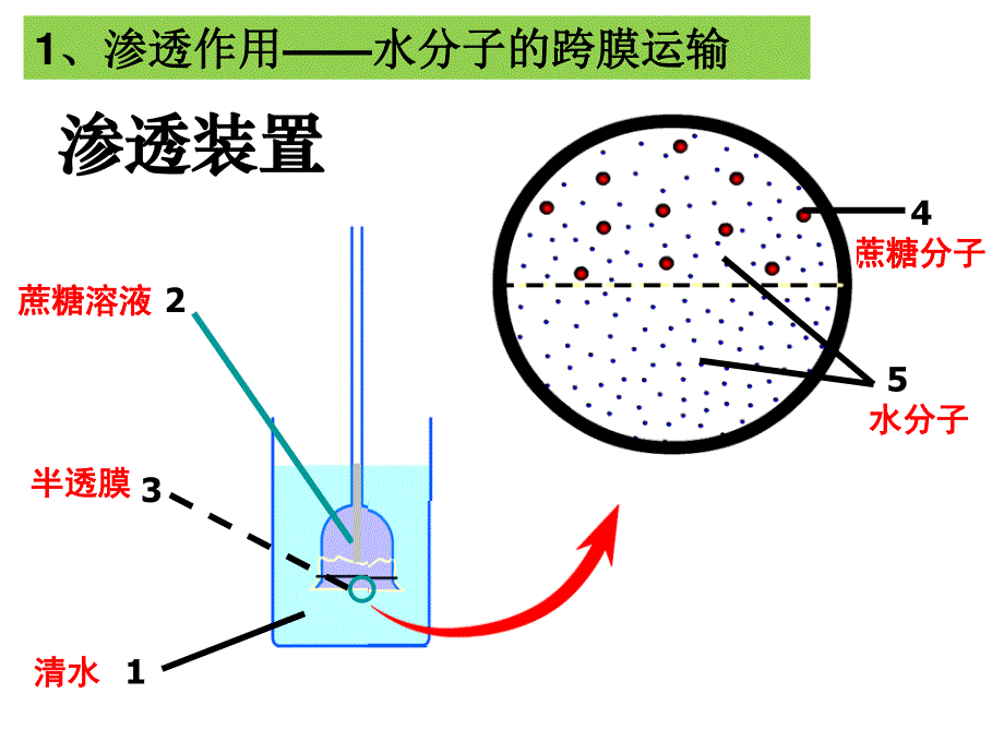 2015-2016学年高一人教版生物必修一配套课件：4.1 物质跨膜运输的实例 .ppt_第3页