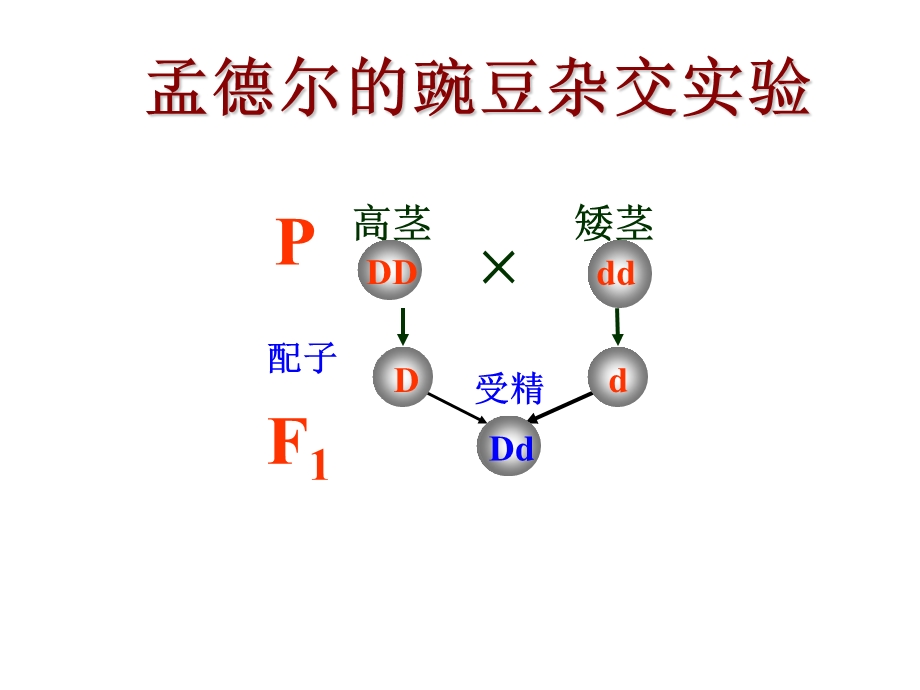 2015-2016学年高一人教版生物必修二配套课件：2.2 基因在染色体上 .ppt_第3页