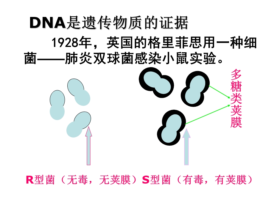 2015-2016学年高一人教版生物必修二配套课件：3.1 DNA是主要的遗传物质 .ppt_第2页