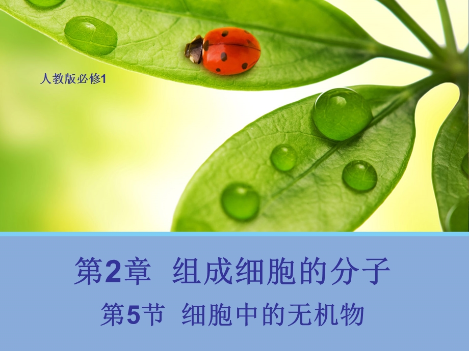 2015-2016学年高一人教版生物必修一配套课件：2.5 细胞中的无机物 .ppt_第1页