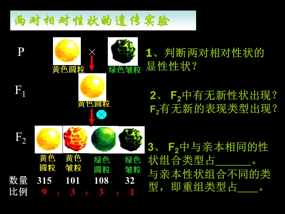 2015-2016学年高一人教版生物必修二配套课件：1.2 孟德尔豌豆杂交实验（二） .ppt_第2页