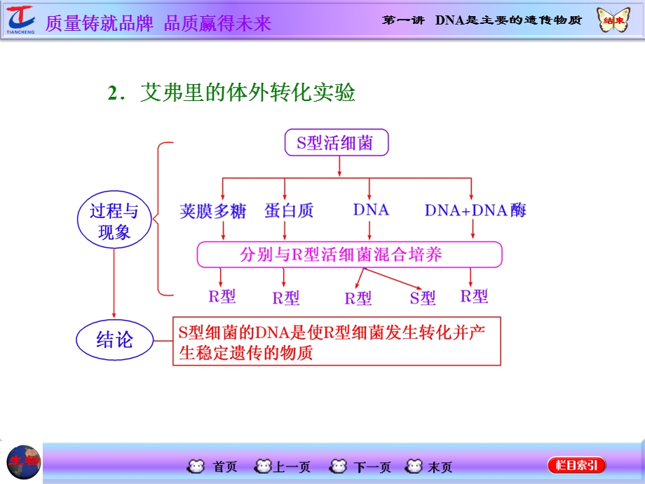 2016届高三生物一轮复习课件：必修2 第2单元 第一讲 DNA是主要的遗传物质 .ppt_第3页