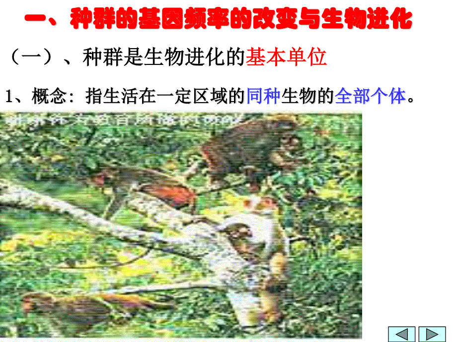 2013届高三生物复习课件现代生物进化理论的主要内容1.ppt_第2页