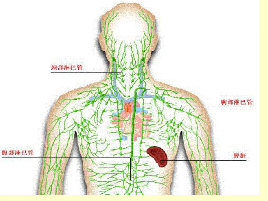 2013届高三生物复习课件 免疫调节1.ppt_第3页