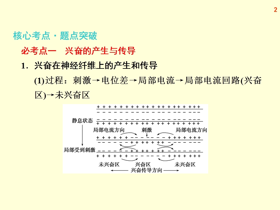 2013届高三生物复习课件专题十一人和动物生命活动的调节.ppt_第2页