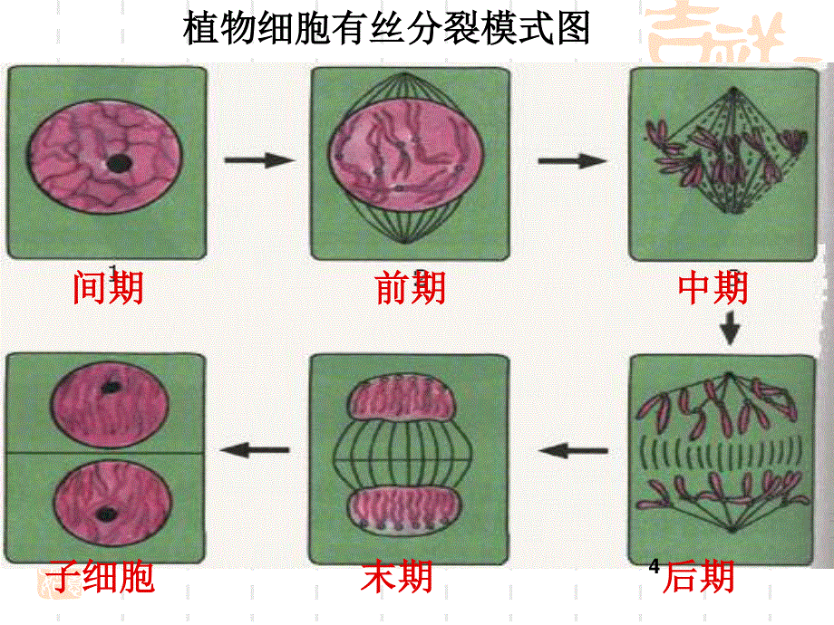 2013届高三生物复习课件减数分裂2.ppt_第3页