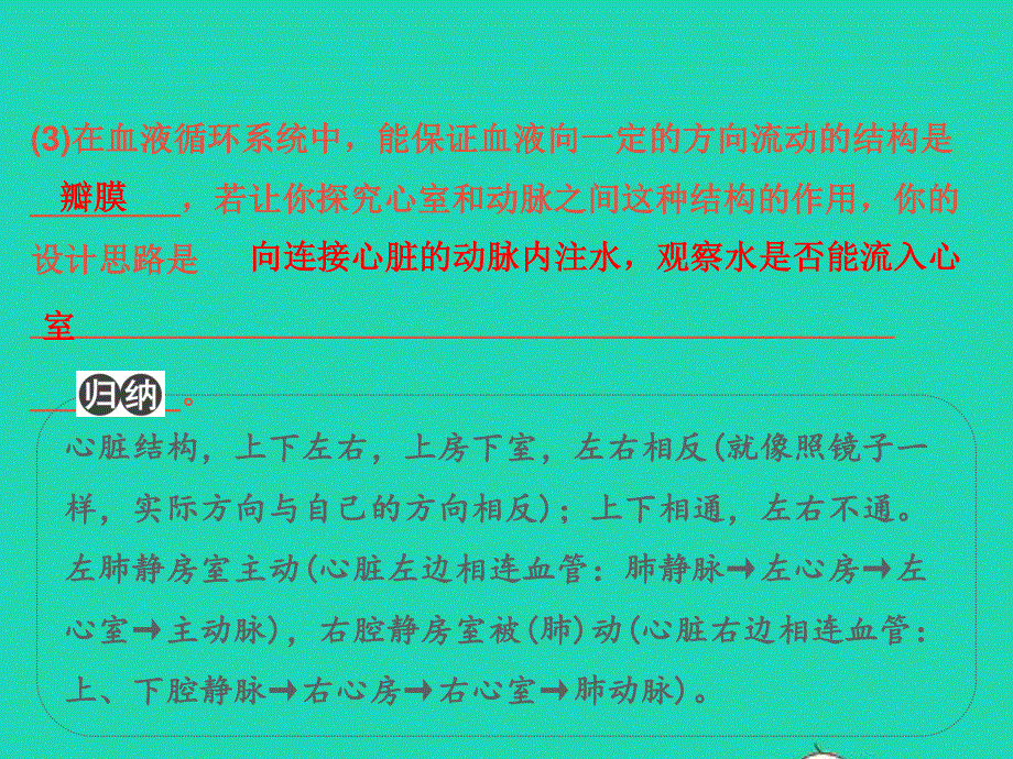 2022中考生物 微专题3 心脏的结构与血液、血管（精讲本）课件.ppt_第3页