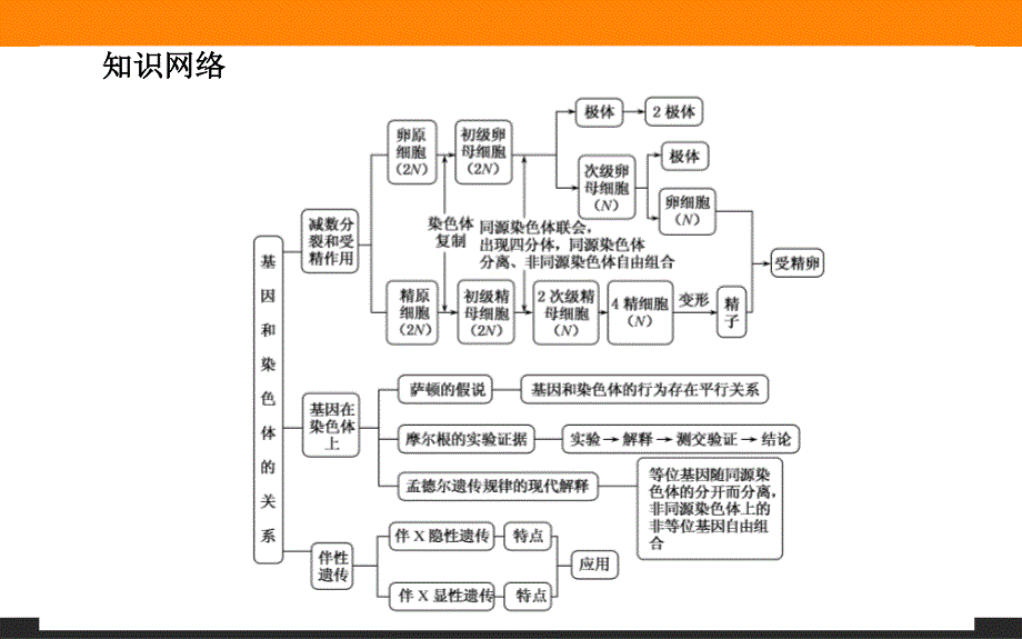 2015-2016学年高一生物人教版必修2课件：第2章《基因和染色体的关系》章末 .ppt_第2页