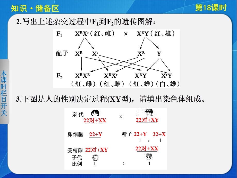 2015-2016学年高一生物北师大版必修2课件：4.ppt_第3页