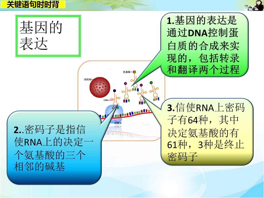 2016届高考生物（全国通用）总复习配套课件：关键语句时时背10.ppt_第3页