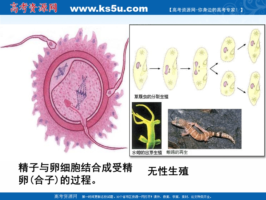 2015-2016学年高中生物课件：2-1什么是克隆 （浙科版选修三）.ppt_第3页