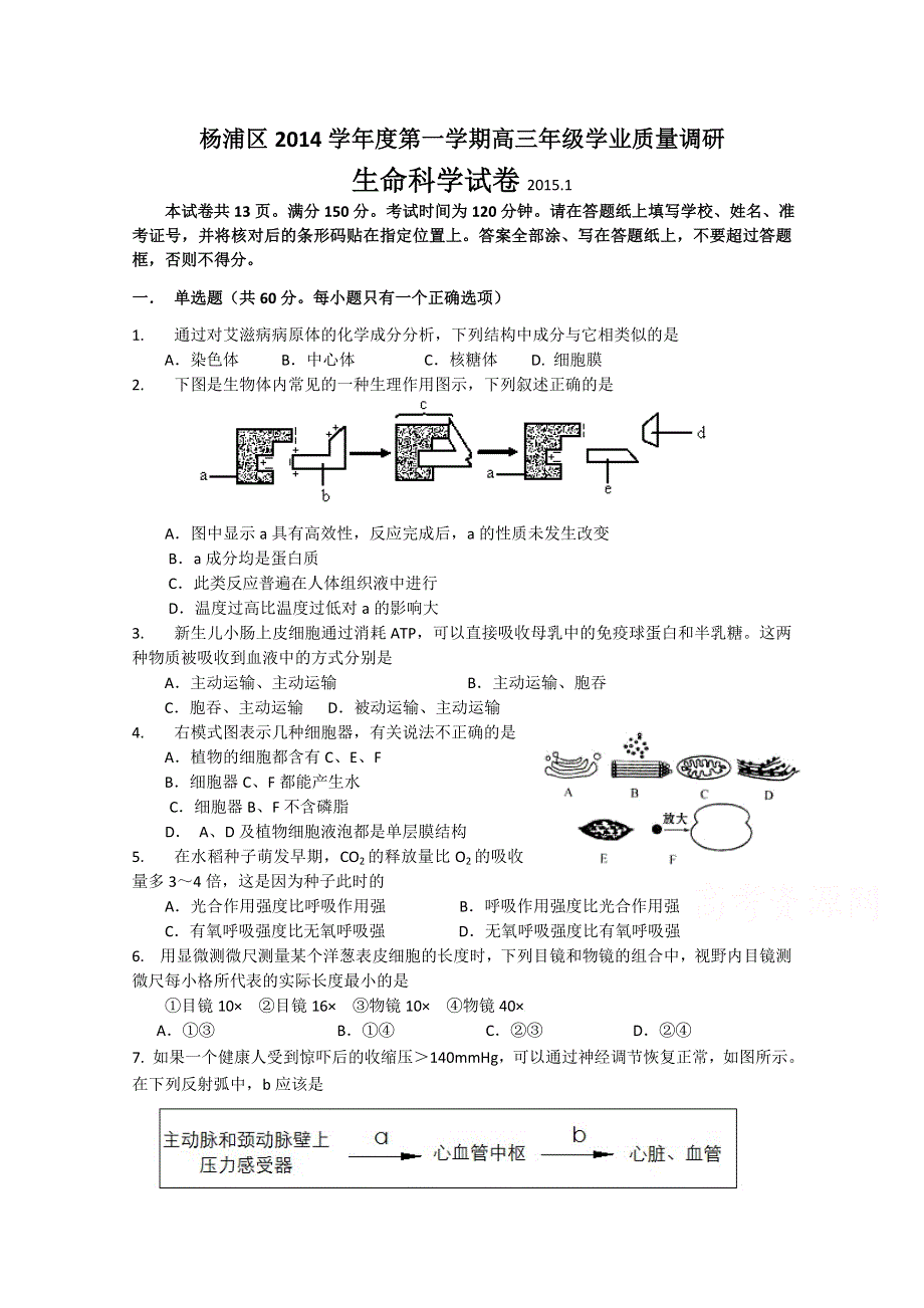 上海市杨浦区2015届高三上学期学业质量调研（一模）生物试题 WORD版含答案.doc_第1页