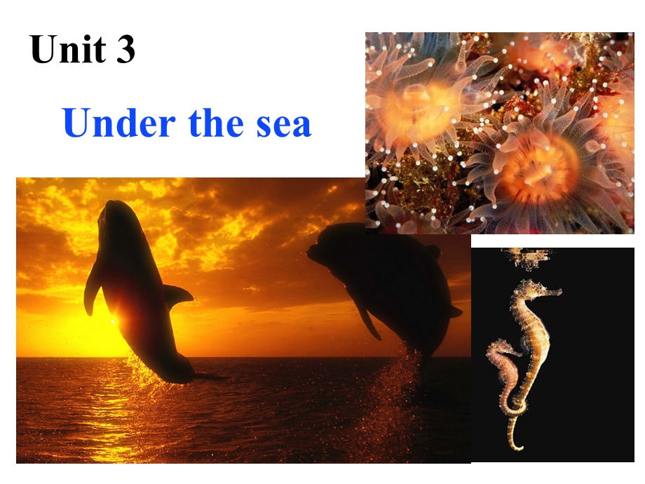 人教新课标英语选修7课件：UNIT 3 UNDER THE SEA WRITING （共13张PPT） .ppt_第2页