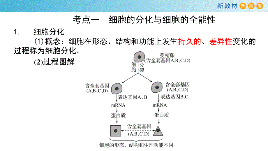 专题12 细胞的分化、癌变、衰老和凋亡-备战2023年高考生物一轮复习全考点精选课件（浙江新教材、新高考专用）.pptx_第2页