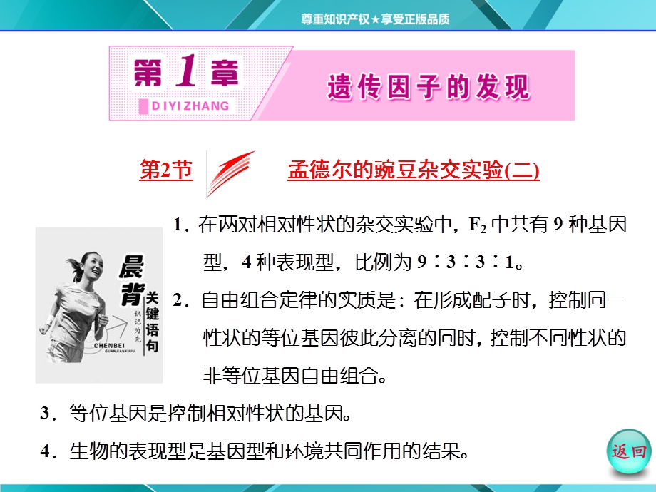 2016年《三维设计》人教版必修2课件 第1章 第2节 孟德尔胡豌豆杂交试验(二).ppt_第2页