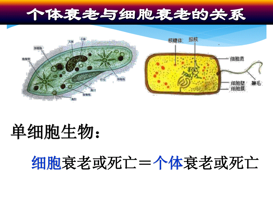 人教版高一上学期生物课件：6-3 细胞的衰老和凋亡（共30张PPT）.ppt_第3页