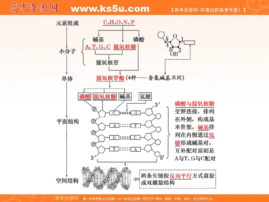 2017版三维设计（练酷版）高三生物一轮复习课件：必修2 第2单元 第2讲 DNA分子的结构、复制与基因的本质 .ppt_第3页