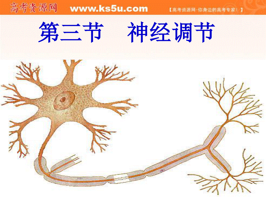 2017沪科版高中生物第二册5-2《神经系统中信息的传递和调节》课件2 （共22张PPT） .ppt_第1页