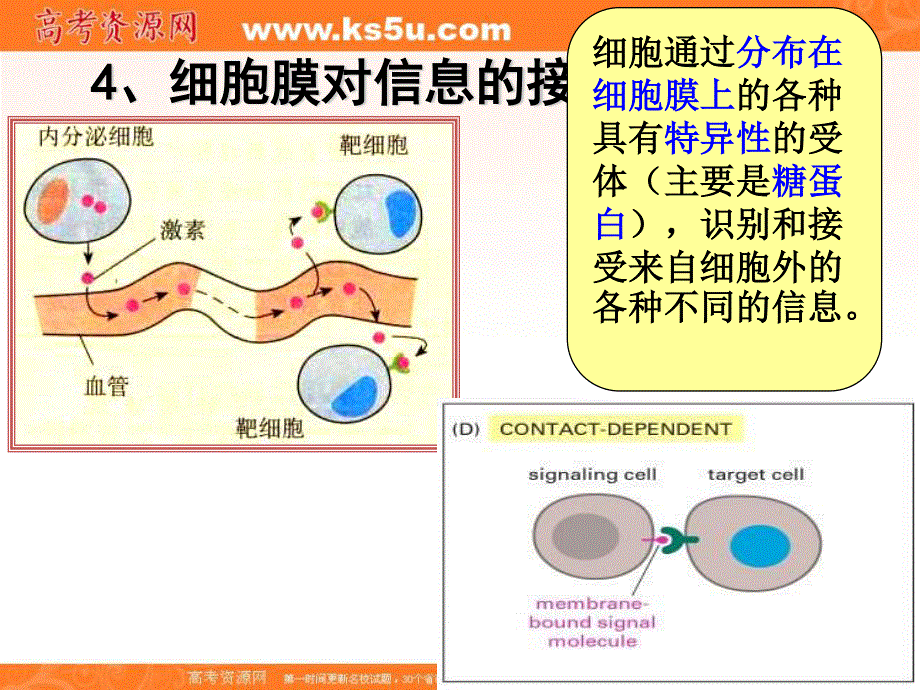 2017沪科版高中生物第一册3-2《细胞核和细胞器》课件3 （共30张PPT） .ppt_第2页