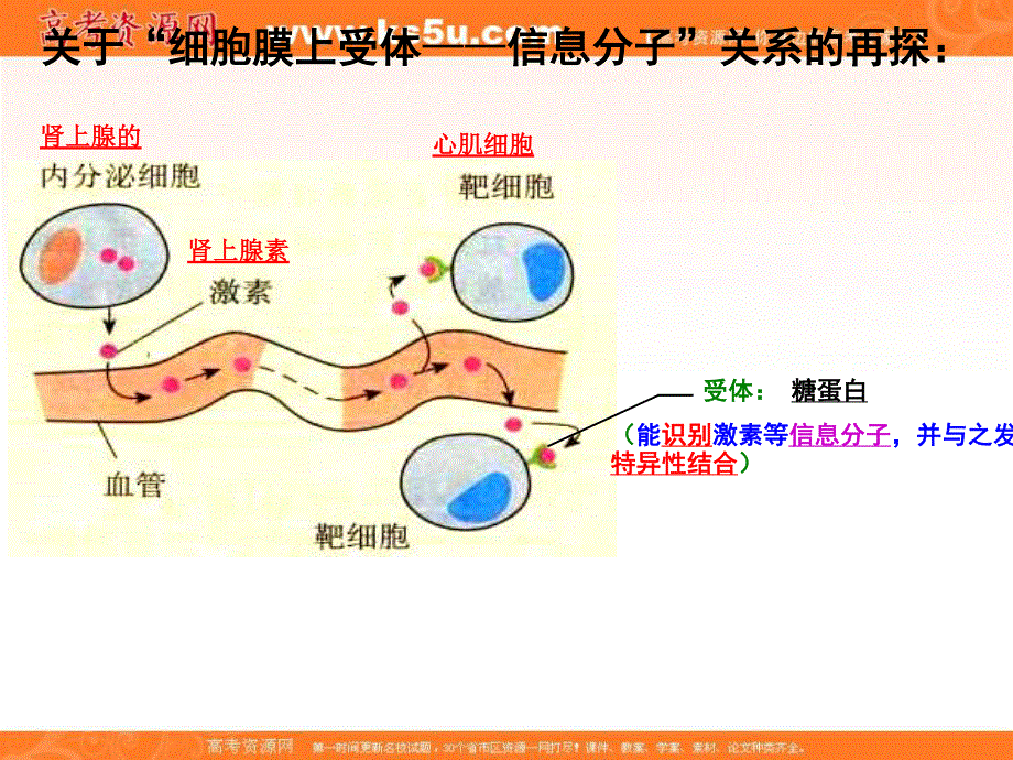 2017沪科版高中生物第一册3-2《细胞核和细胞器》课件3 （共30张PPT） .ppt_第3页