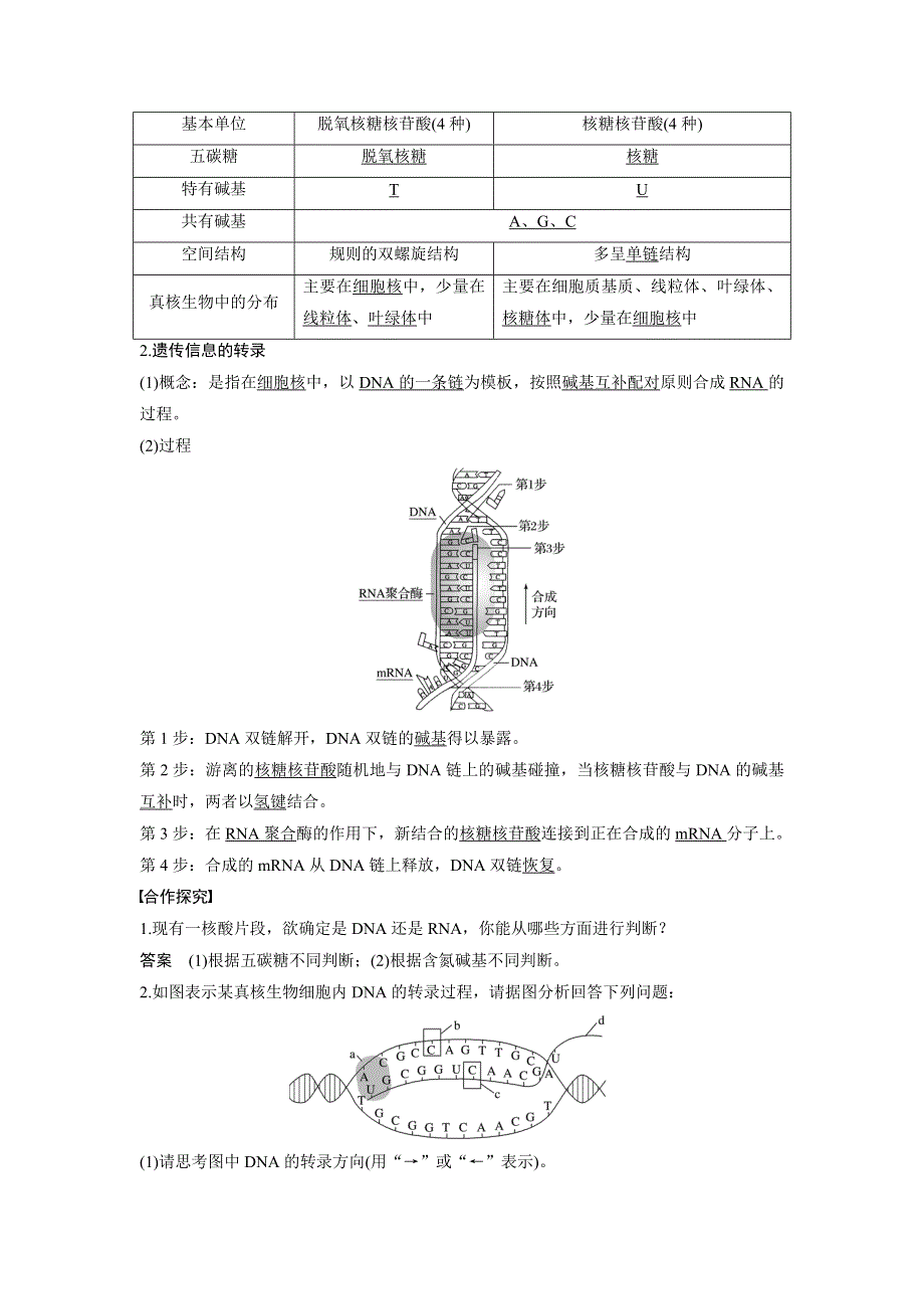 《 学案导学》2016-2017学年高中人教版生物必修二配套文档：第4章 第1节 基因指导蛋白质的合成 WORD版含解析.doc_第2页