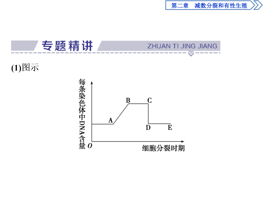 2019-2020学年苏教版生物必修二新素养同步课件：第二章　微专题讲坛（1）——细胞分裂中每条染色体上DNA含量变化 .ppt_第2页