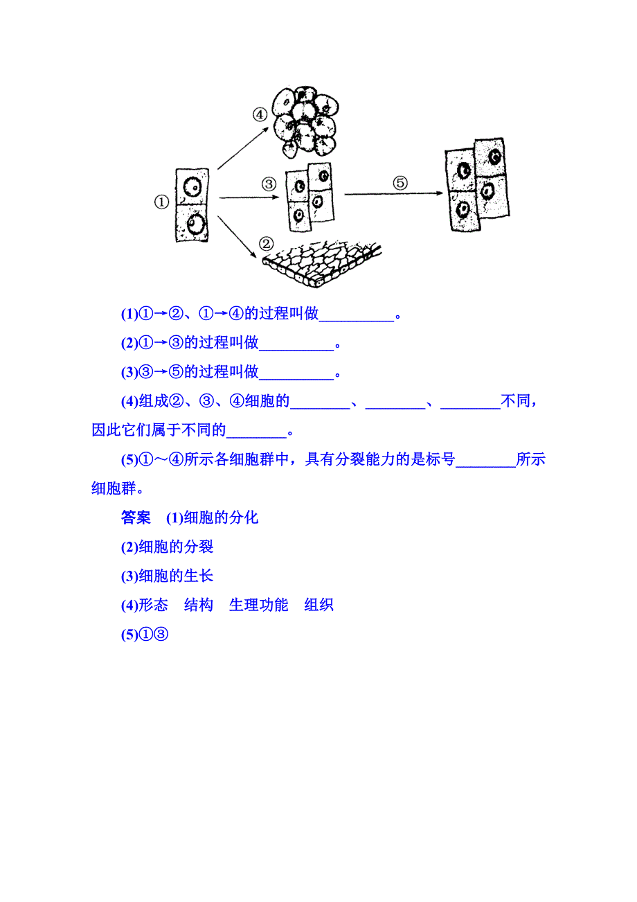 《名师一号》2014-2015学年高中生物随堂巩固训练必修一 6-2细胞的生命历程.doc_第3页