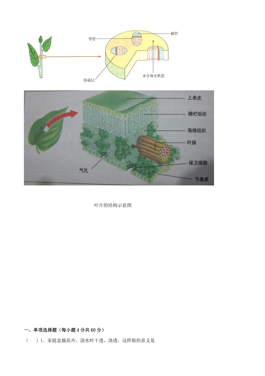 2020学年七年级生物上册 专题07 绿色植物与生物圈的水循坏知识梳理及训练（含解析）（新版）新人教版.doc_第2页