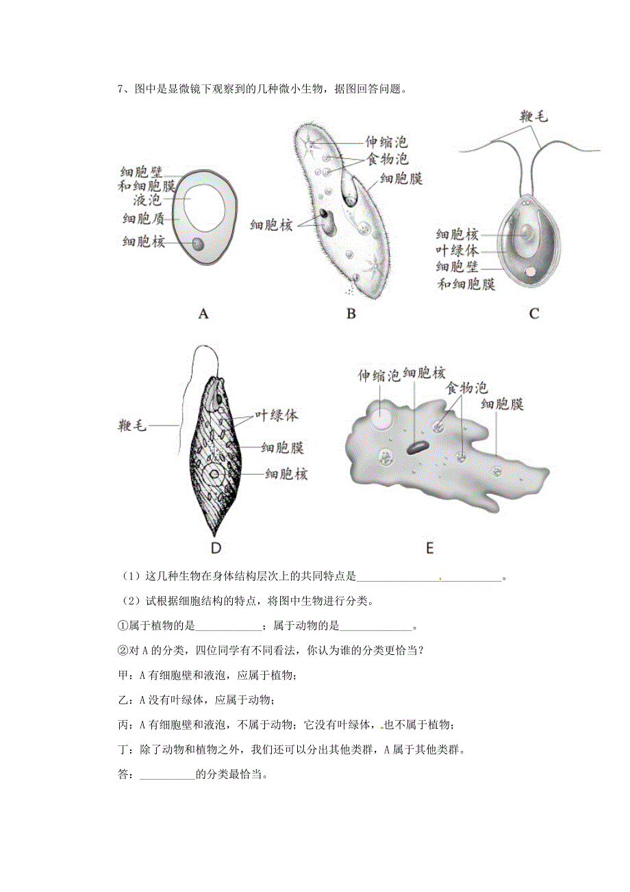 七年级生物上册 第二单元 生物体的结构层次 第二章 细胞怎样构成生物体第四节 单细胞生物习题4（新版）新人教版.doc_第2页