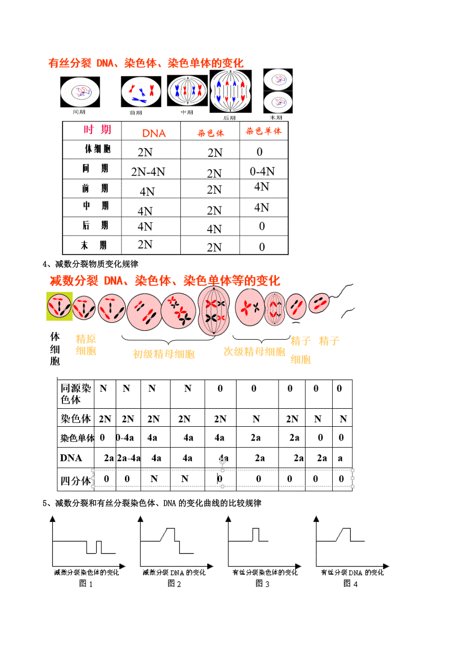 2020-2021年高考生物一轮复习 知识点（下）专题21 有丝分裂与减数分裂综合（含解析）.docx_第2页