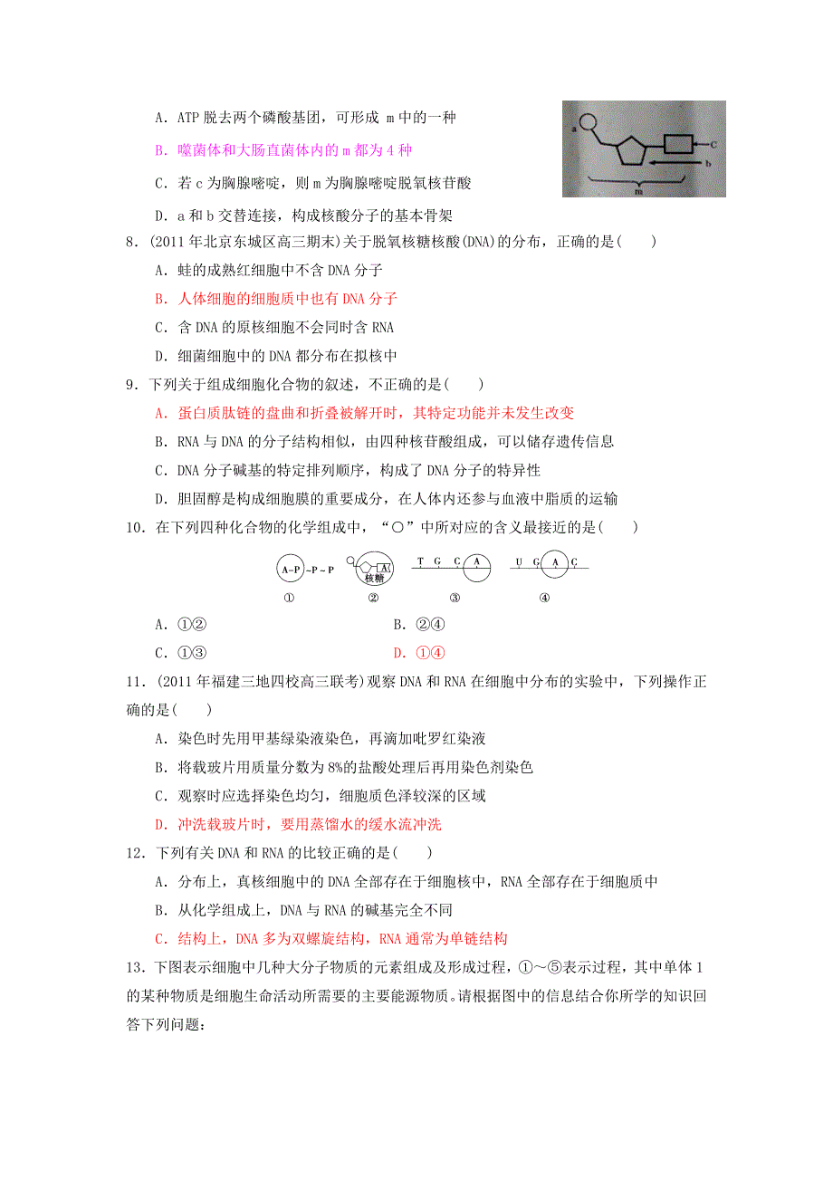 2013届高三生物一轮复习 课时训练 分子与细胞 2.3 遗传信息的携带者——核酸.doc_第2页