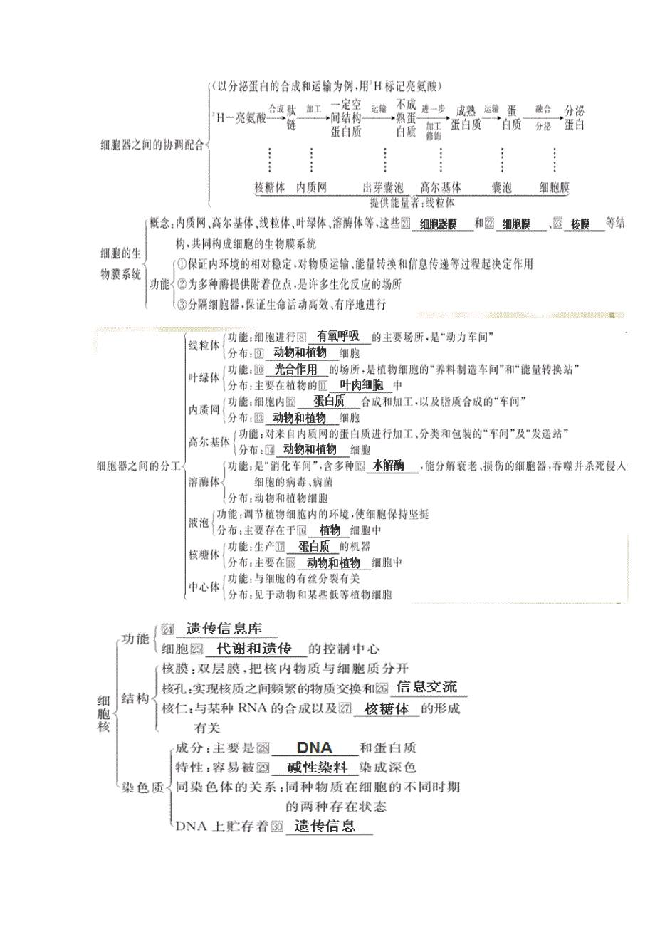 2012届高三生物一轮精品复习学案：第3章 细胞的基本结构（单元复习）(人教版必修1）.doc_第2页