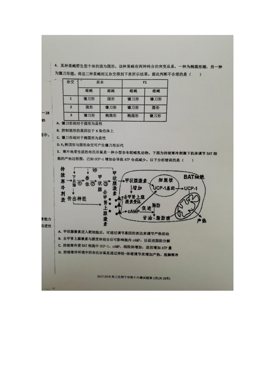 《发布》河北省衡水中学2018届高三下学期第十六次模拟考试生物试题 扫描版含答案.doc_第2页