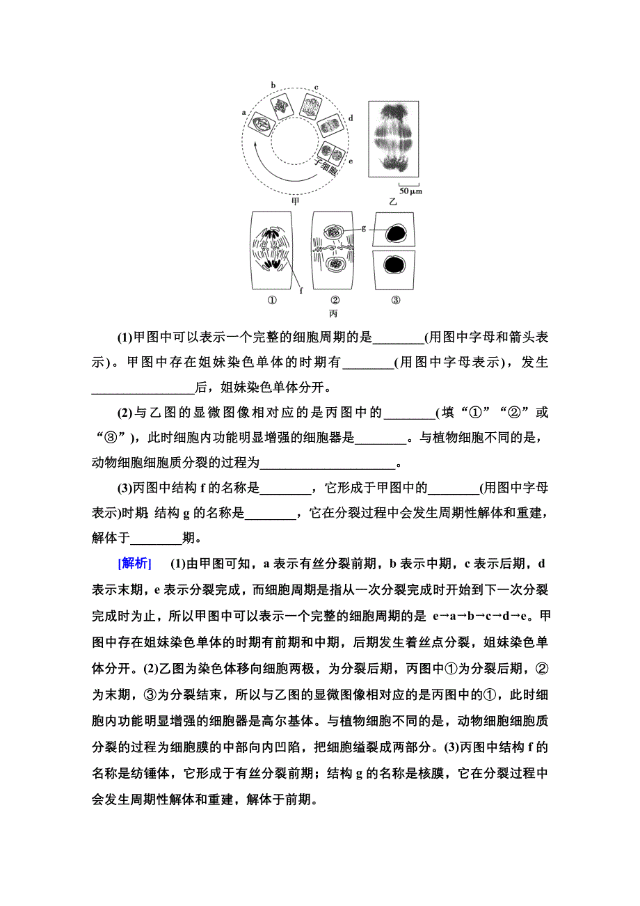 2020-2021学年人教版高中生物必修1课时作业：6-1-1　细胞周期和高等植物细胞的有丝分裂 WORD版含解析.doc_第3页