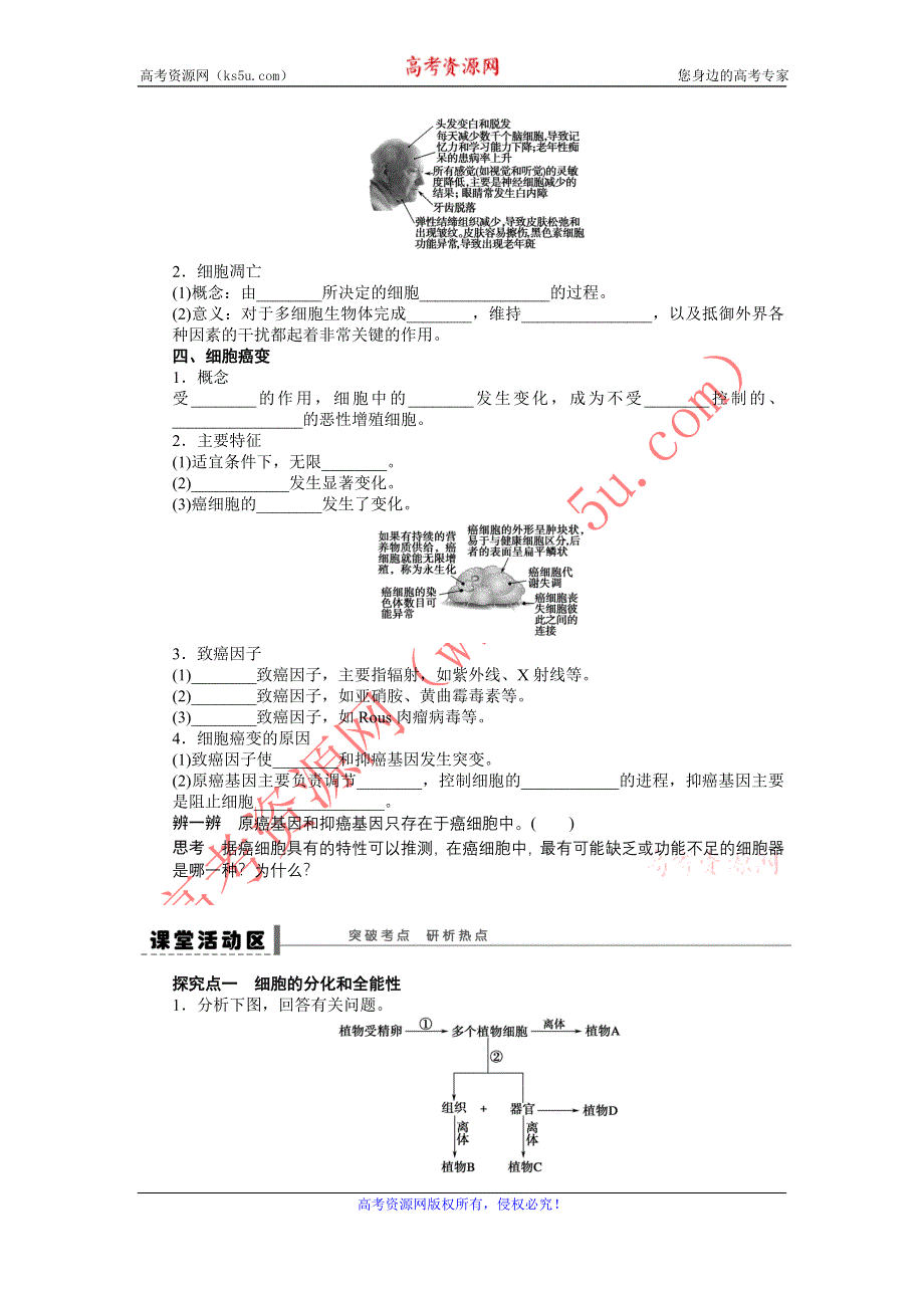 2013届高考生物一轮复习学案16　细胞的分化、衰老、凋亡和癌变（人教版）.doc_第2页