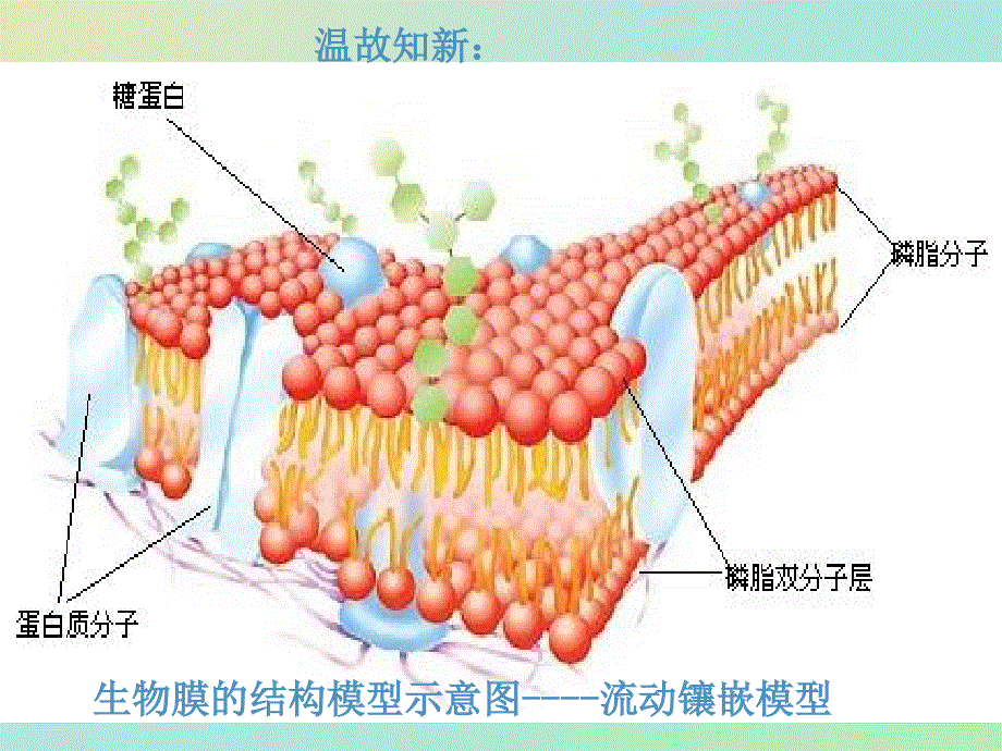 《教师参考》新课标人教版（高中生物） 必修1：4.3 物质跨膜运输的方式 同课异构课件1.ppt_第2页