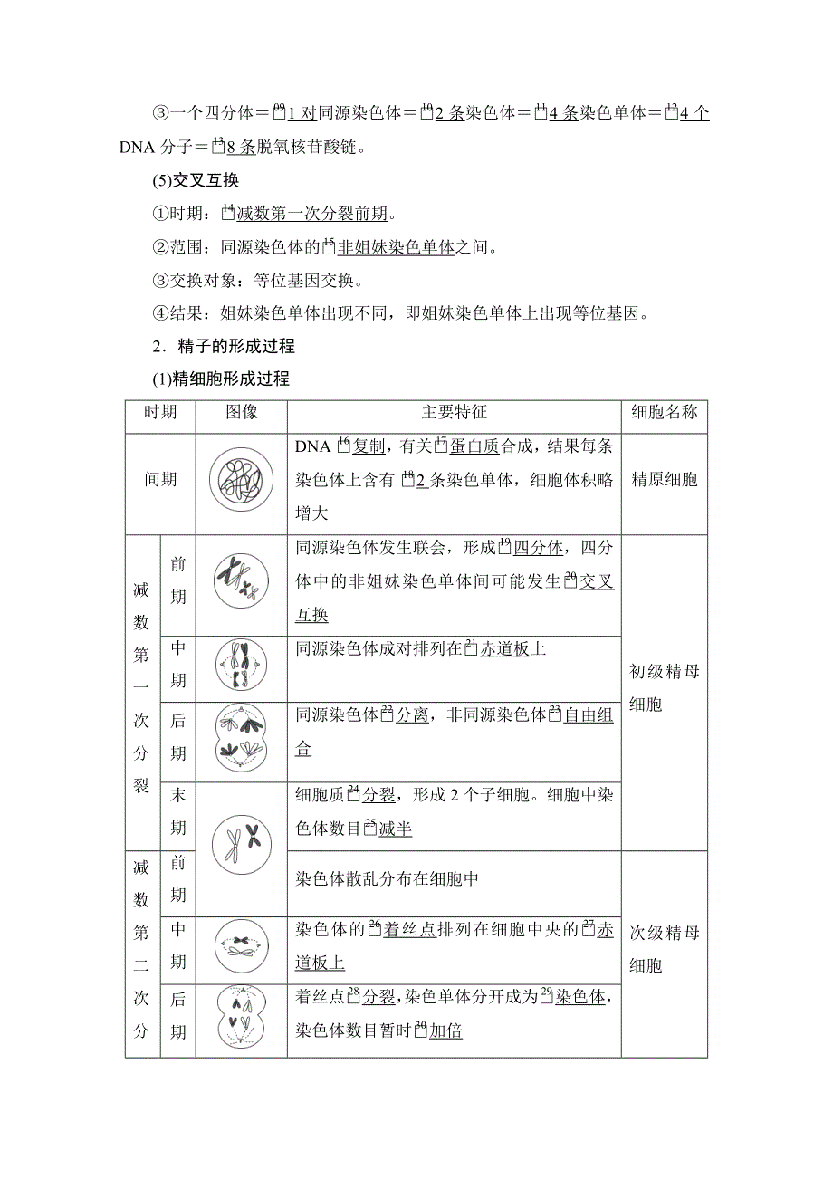 2021届新高考生物一轮复习（选择性考试A方案）学案：必修1 第4单元 第13讲　减数分裂和受精作用 WORD版含解析.doc_第3页