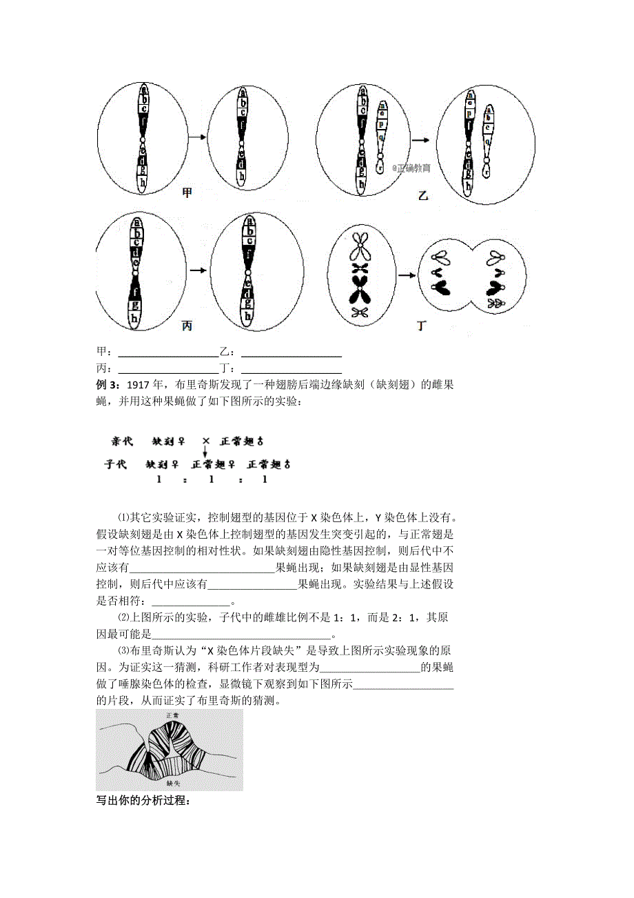 2020届高考生物人教版总复习学案：细胞分裂与遗传变异的关系 WORD版含答案.doc_第2页