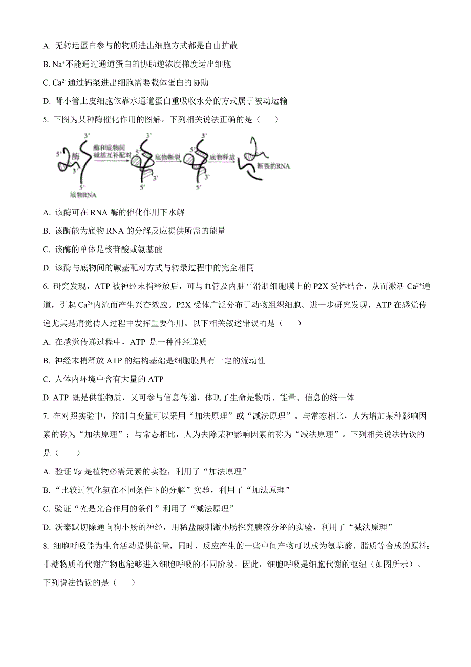 山东省任兴高中联盟2021届高三上学期11月联考生物试题 WORD版含答案.doc_第2页