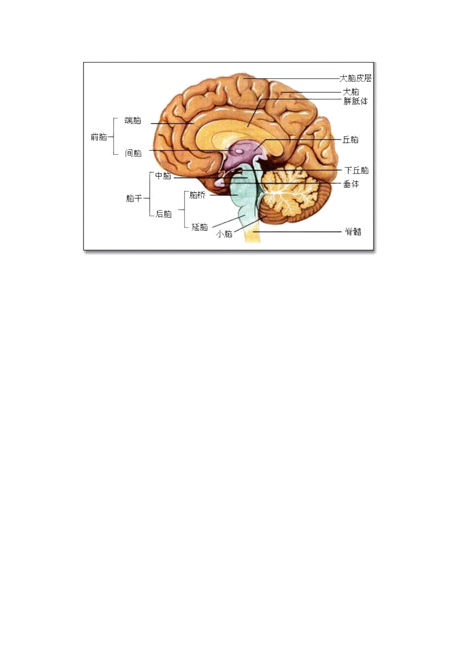 初中生物趣味小知识 知识延伸 脑的详细结构素材 新人教版.doc_第2页