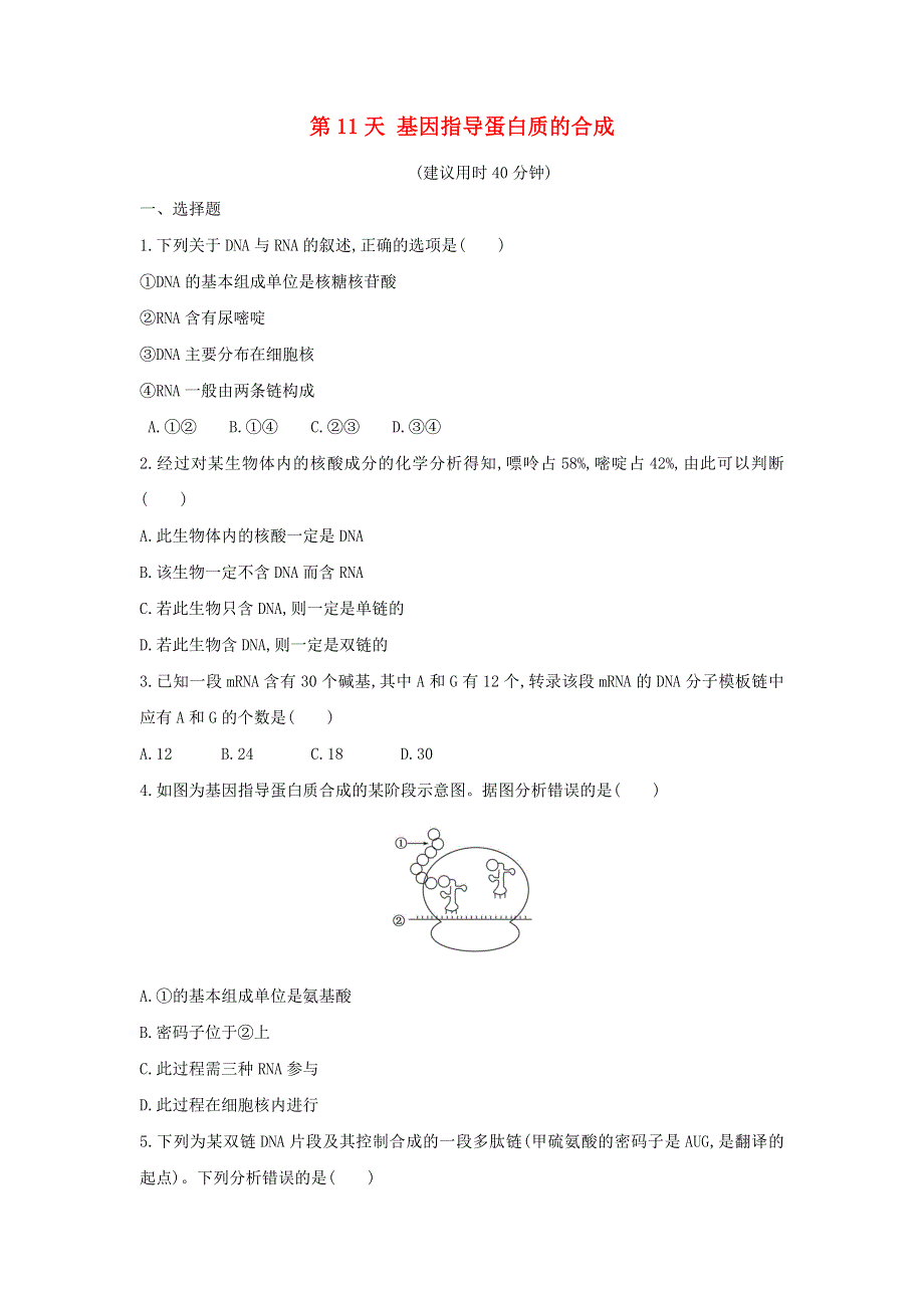 2020年新教材高中生物 暑假作业第11天 基因指导蛋白质的合成（含解析）.doc_第1页