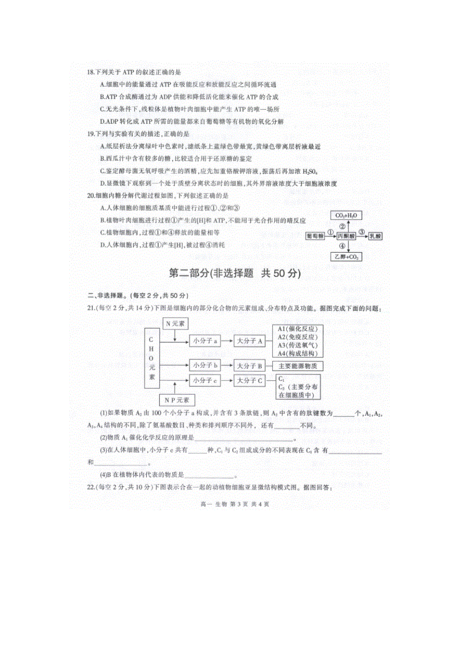 四川省泸州市2015-2016学年高一上学期期末统一考试生物试题 扫描版含答案.doc_第3页