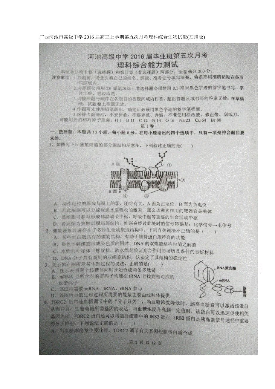 广西河池市高级中学2016届高三上学期第五次月考理科综合生物试题 扫描版含答案.doc_第1页