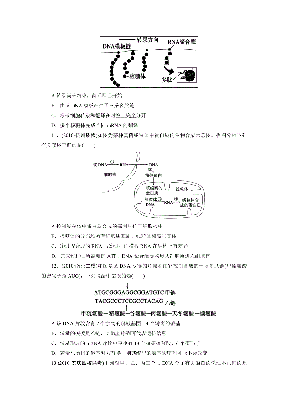 2012年高考一轮复习第五单元第21讲　遗传信息的表达——RNA和蛋白质的合成.doc_第3页