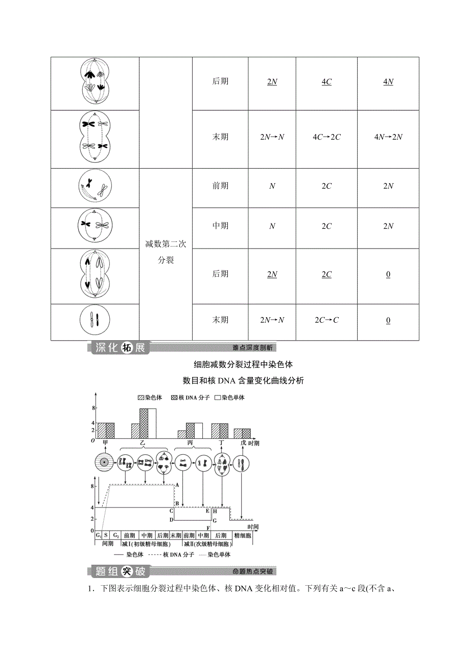 2019-2020学年人教版生物必修二新素养同步讲义：第2章 第1节　减数分裂和受精作用（Ⅱ） WORD版含答案.doc_第3页