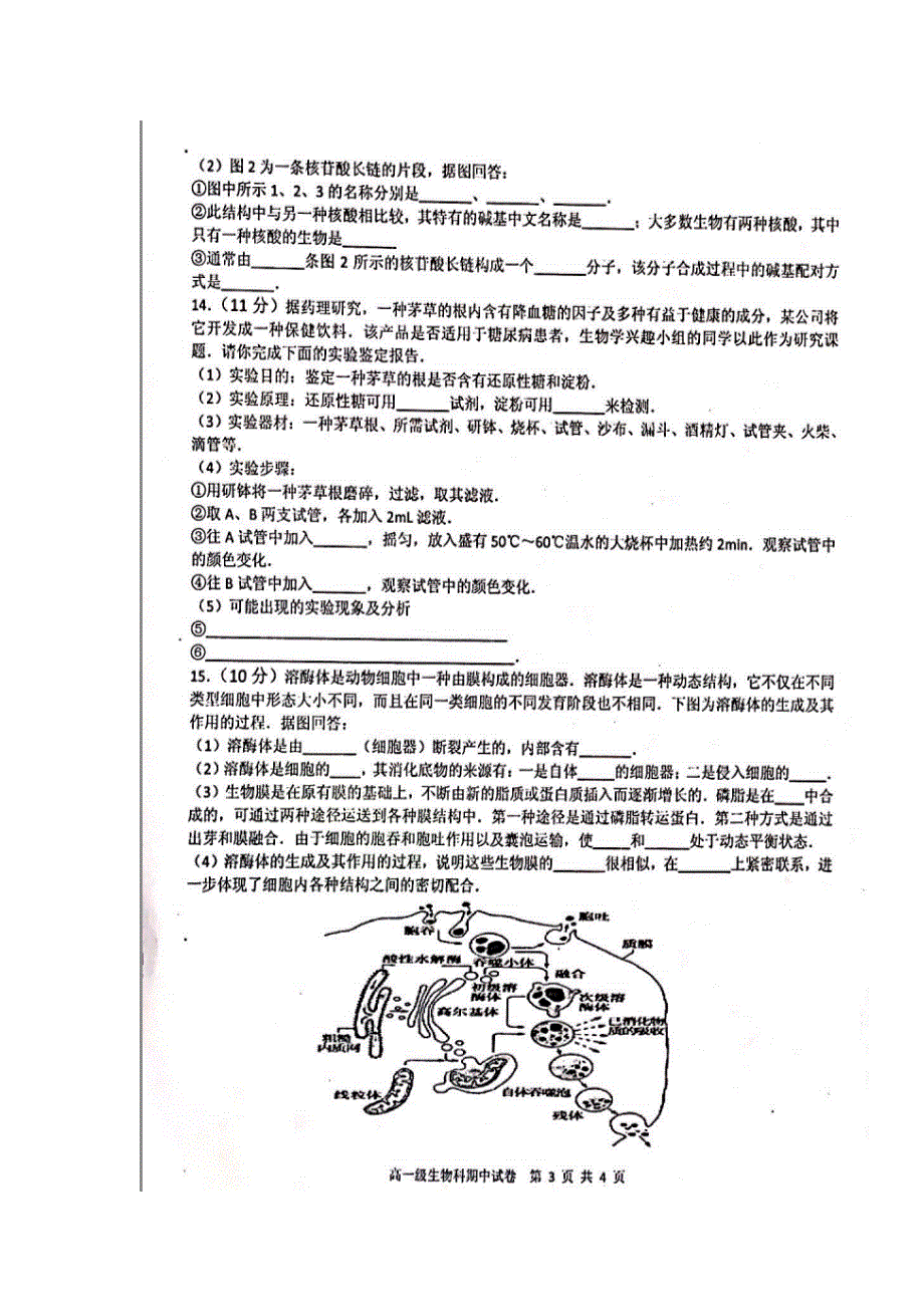 广东省揭阳市第三中学揭阳产业园2018-2019学年高一上学期期中考试生物试题 扫描版缺答案.doc_第3页