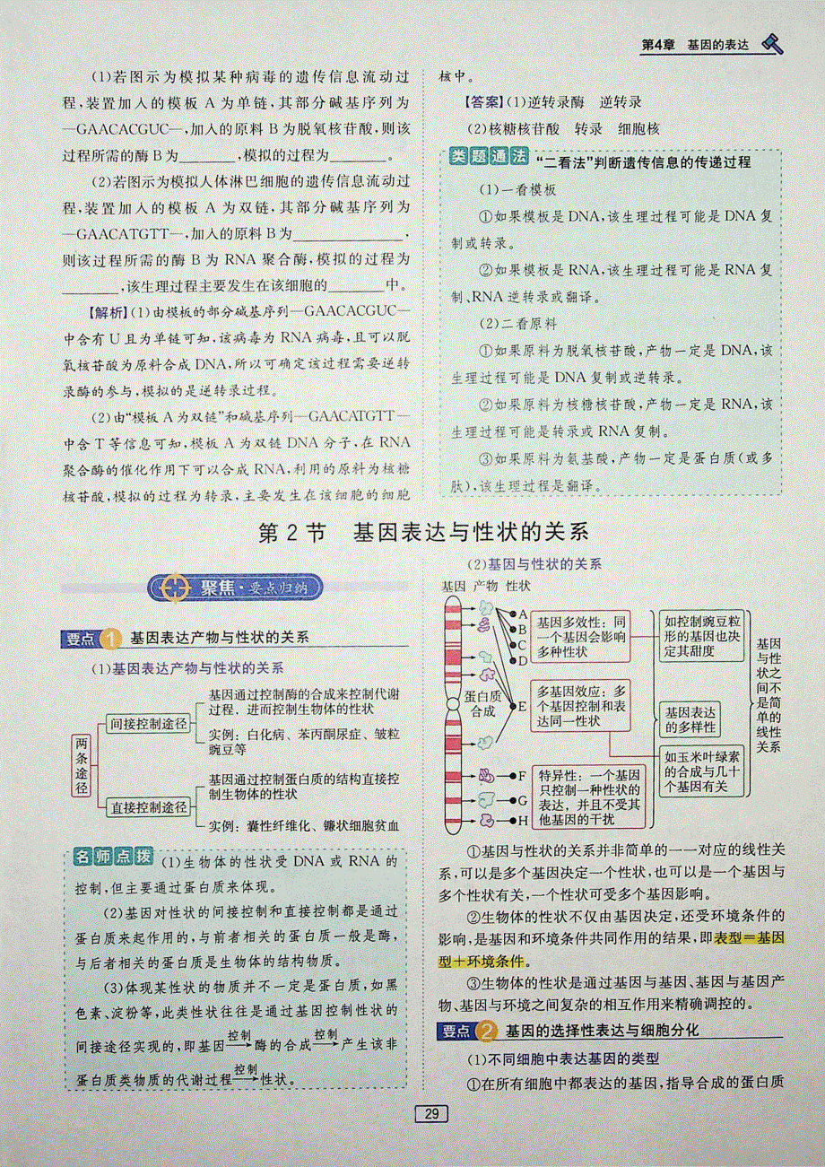 2021年新教材高中生物 第4章 基因的表达 第2节 基因表达与性状的关系试题（含解析）（PDF）新人教版必修2.pdf_第1页