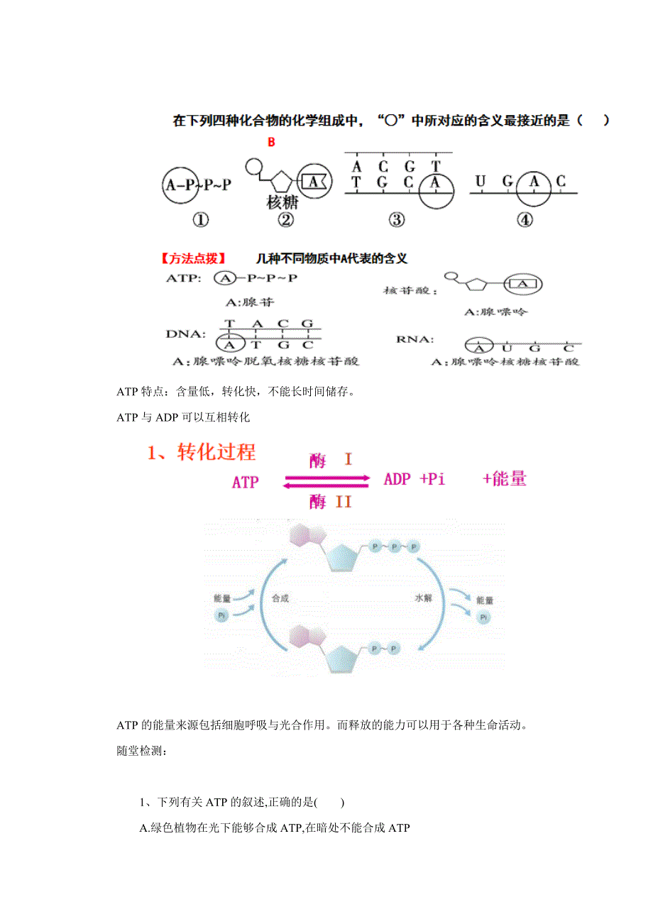 新教材2021-2022学年高中生物人教版必修第一册教案：第五章细胞的能量供应和利用第二节细胞的能量“货币”ATP WORD版含答案.docx_第2页